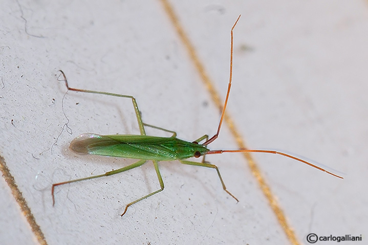 Stenodema ? No, Trigonotylus sp.